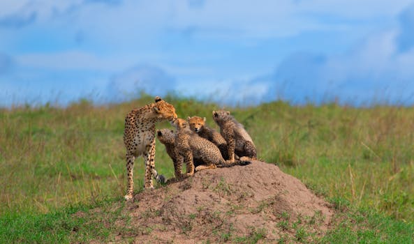 Safari Horizons Await at andBeyond Bateleur Camp, Kenya
